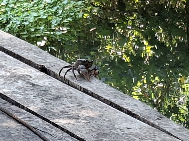 Artenvielfalt in der Türkei Krebs sitzt an einem Wasserlauf