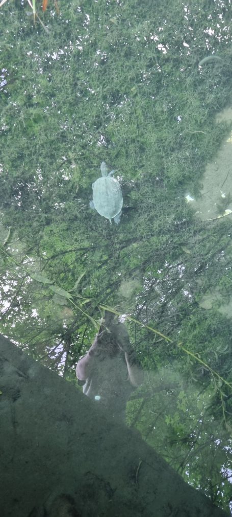 Bachschildkröte Dalyan Dalyan Flussarm mit Wasserschildkröte